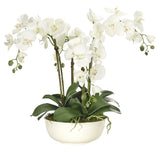 Phalenopsis Orchids in Oval Ceramic Pot