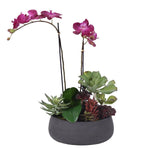 Phaleonopsis Orchids and Succulent in Oval Pot