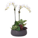 Phaleonopsis Orchids and Succulent in Oval Pot