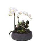 Phaleonopsis Orchids and Succulent in Oval Pot