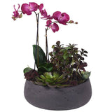 Phaleonopsis Orchids and Succulent in Oval Pot