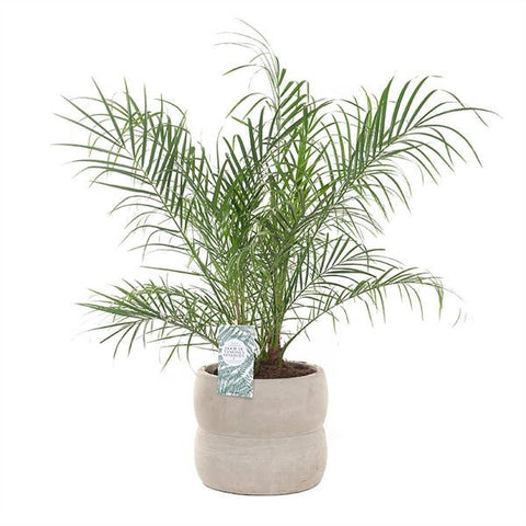 Phoenix Roebeleni Palm in Ceramic Pot - Flowers Box London