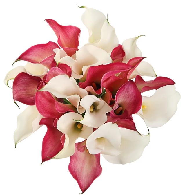 Charming Pink and White Calla Lily Bouquet | Flowers Box London