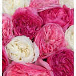 Pink and White Fragrant Garden Roses Hat Box