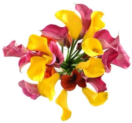 Pink and Yellow Calla Lily Bouquet