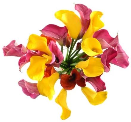 Pink and Yellow Calla Lily Bouquet - Flowers Box London