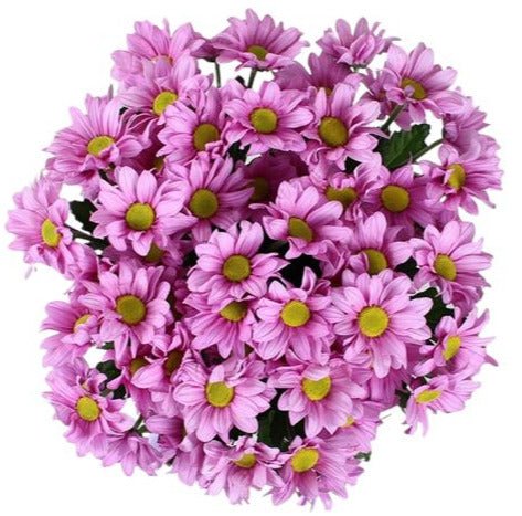 Pink Daisy Chrysanthemum Bouquet - Flowers Box London