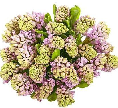 Pink Hyacinth