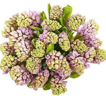 Pink Hyacinth Bouquet - Flowers Box London