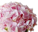 Pink Hydrangea Hat Box