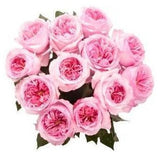 Pink Luxury Garden Roses - Flowers Box London