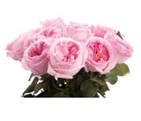 Pink Luxury Garden Roses - Flowers Box London
