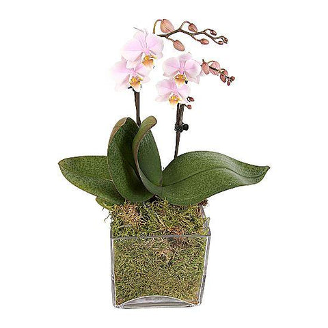 Pink Orchids Gifts in Glass Square Pot