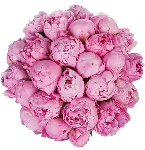 Pink Peonies Bouquet. Flowers with delivery in UK – Flowers Box London