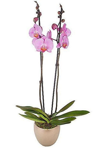 Pink Phalenopsis Orchids Ceramic Pot - Flowers Box London