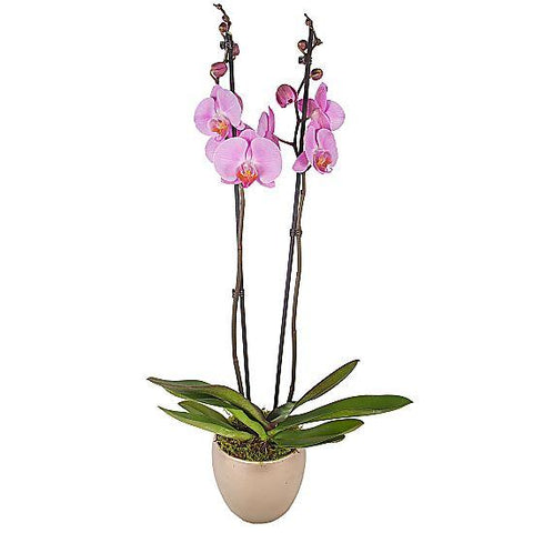 Pink Phalenopsis Orchids Ceramic Pot