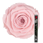 Pink Preserved Rose Stems - Flowers Box London