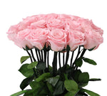 Pink Preserved Rose Stems