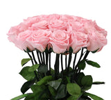 Pink Preserved Rose Stems