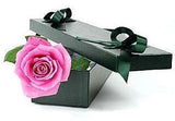 Pink Single Rose Luxury Box