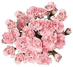 Pink Spray Carnation