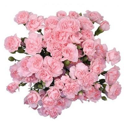 Pink Spray Carnation Bouquet - Flowers Box London