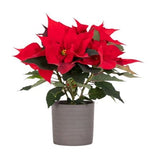 Poinsettia Ceramic Pot - Flowers Box London