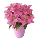 Poinsettia Ceramic Pot - Flowers Box London