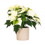 Poinsettia Ceramic Pot - Flowers Box London