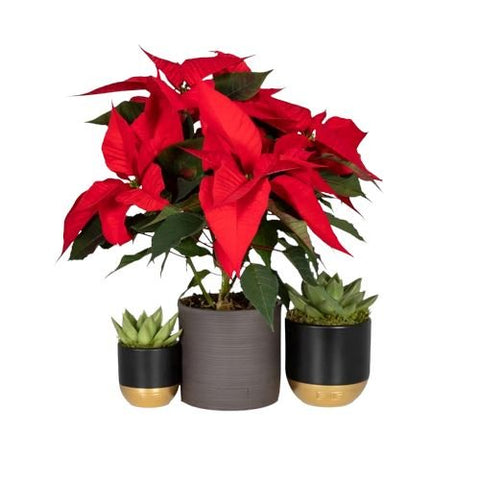 Poisenttia and Succulent Set Ceramic Pot - Flowers Box London