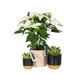 Poisenttia and Succulent Set Ceramic Pot - Flowers Box London