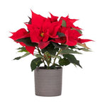 Poisenttia Ceramic Pot