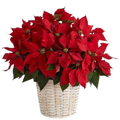 Poisenttia in the Basket - Flowers Box London