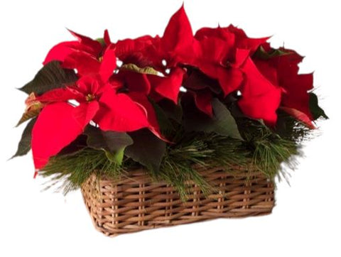 Poisenttia with Pine Decor in the Basket - Flowers Box London