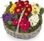 Primroses in the Basket