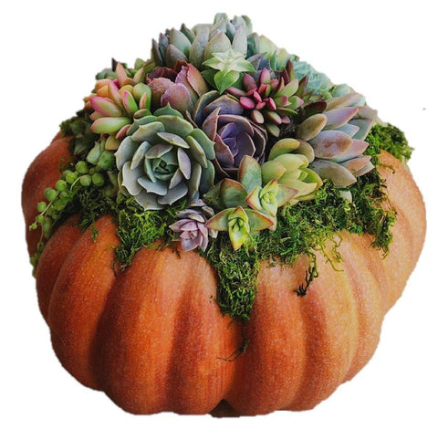 Pumpkin and Mini Succulents Arrangement - Flowers Box London