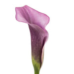 Purple Calla Lily Bouquet