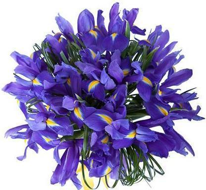 Purple Iris Bouquet - Flowers Box London