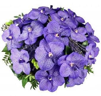 Purple Vanda Orchids