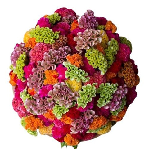 Rainbow Celosia Bouquet - Flowers Box London