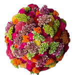 Rainbow Celosia Bouquet