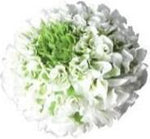 Ranunculus Pon Pon - Flowers Box London