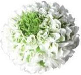 Ranunculus Pon Pon - Flowers Box London