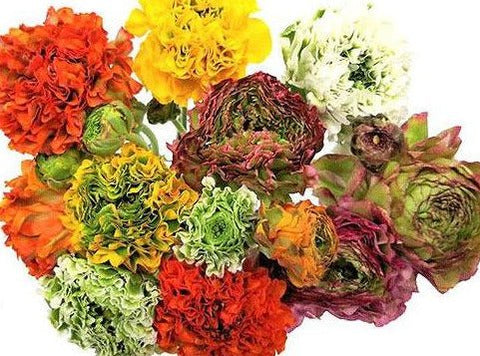 Ranunculus Pon Pon - Flowers Box London