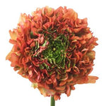 Ranunculus Pon Pon - Flowers Box London