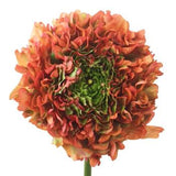 Ranunculus Pon Pon - Flowers Box London