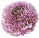 Ranunculus Pon Pon - Flowers Box London