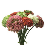 Ranunculus Pon Pon - Flowers Box London