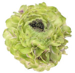 Ranunculus Pon Pon - Flowers Box London
