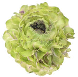Ranunculus Pon Pon - Flowers Box London